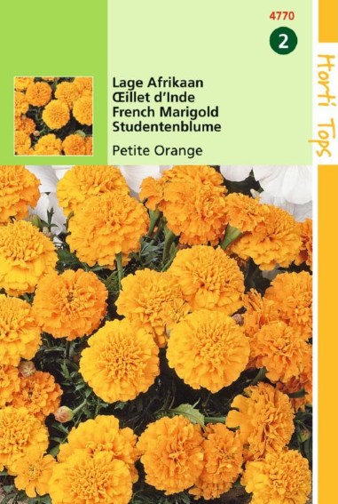 Laag Afrikaantje Petite Orange (Tagetes patula) 350 zaden
